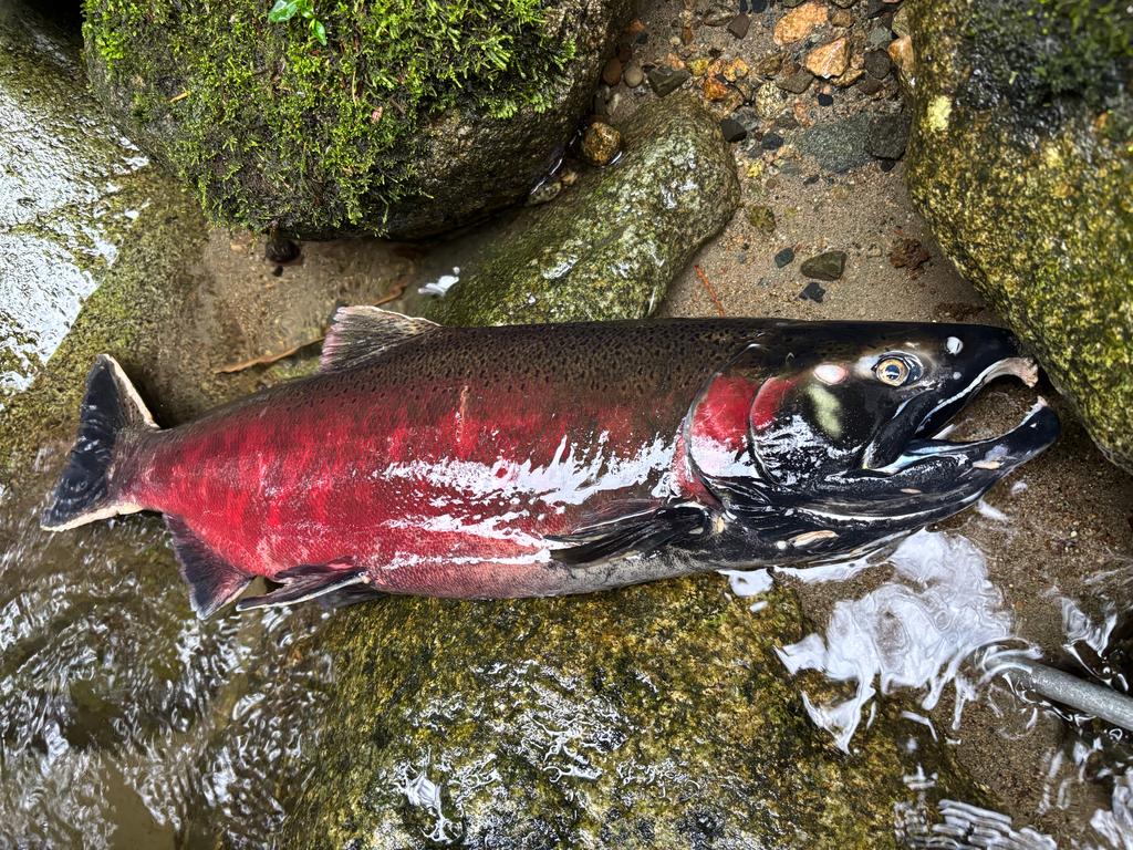 Oncorhynchus kisutch