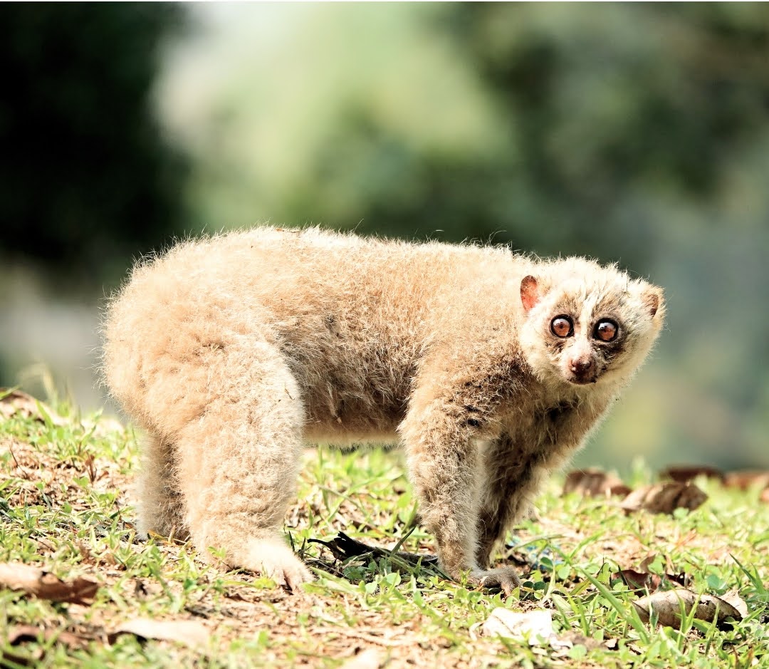 Nycticebus bengalensis