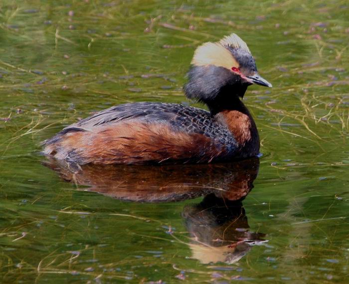 Podiceps Auritus