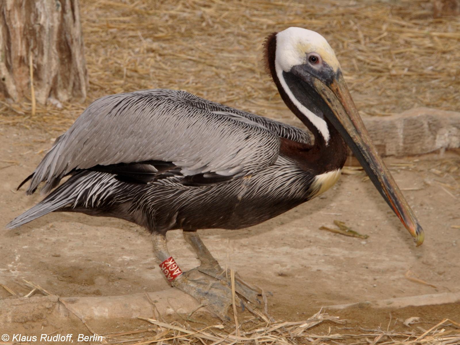 Pelecanus occidentalis ssp.californicus