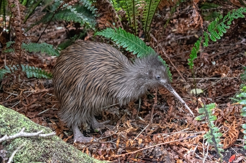 Apteryx australis