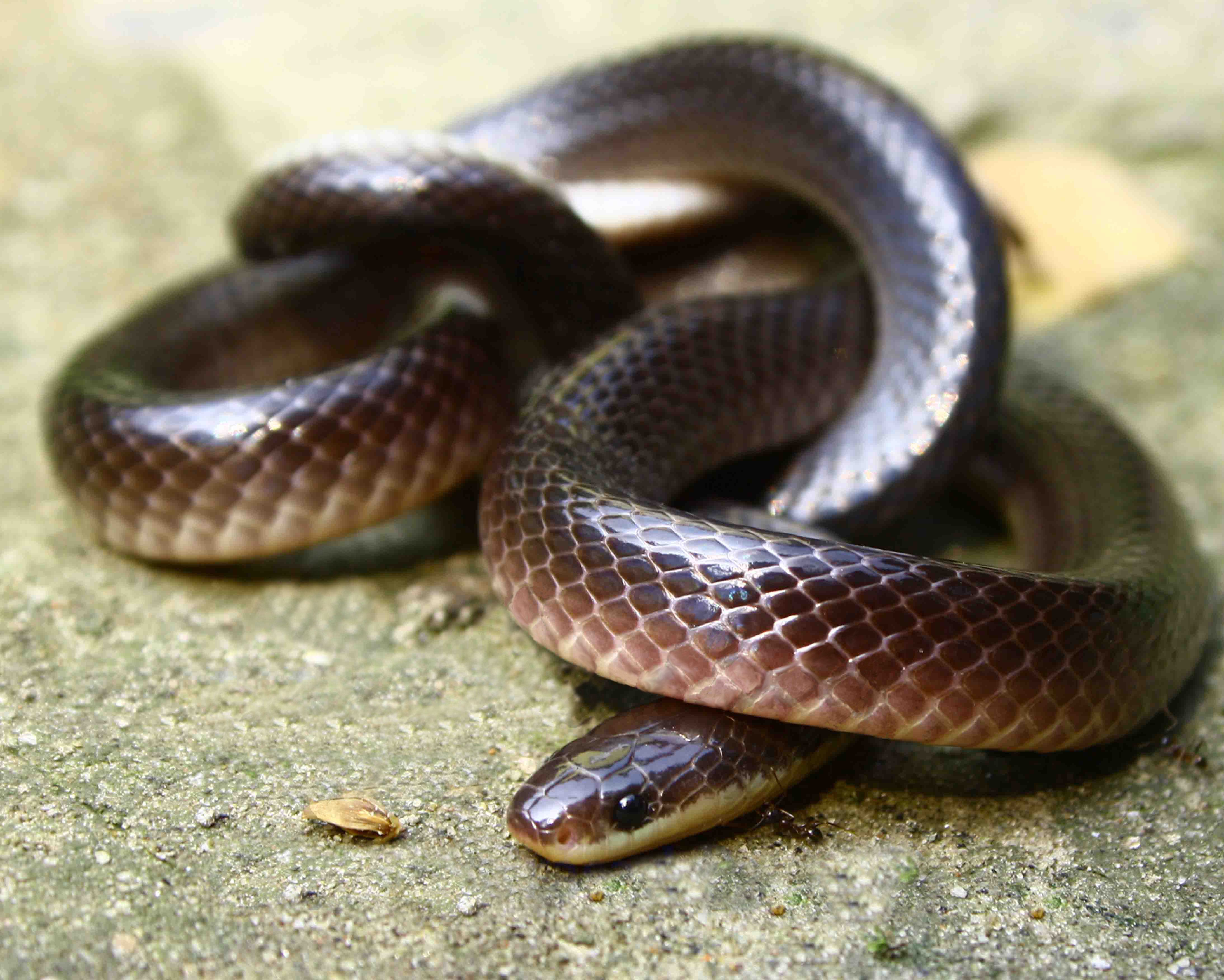 Bungarus Lividus
