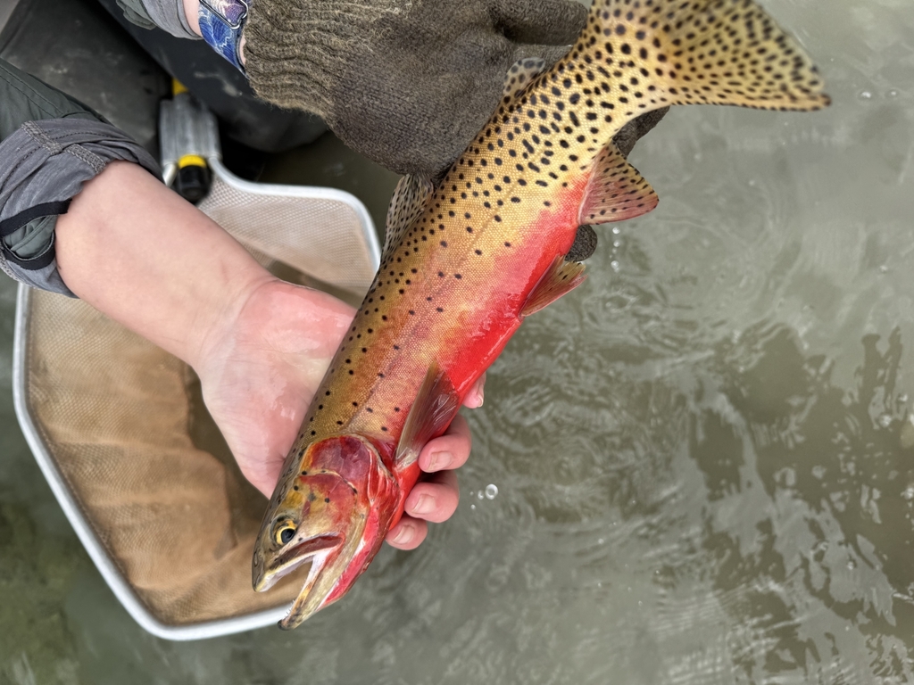 Oncorhynchus virginalis ssp. pleuriticus