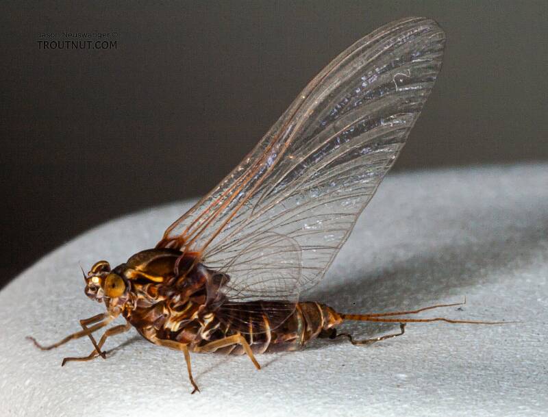 Baetisca gibbera