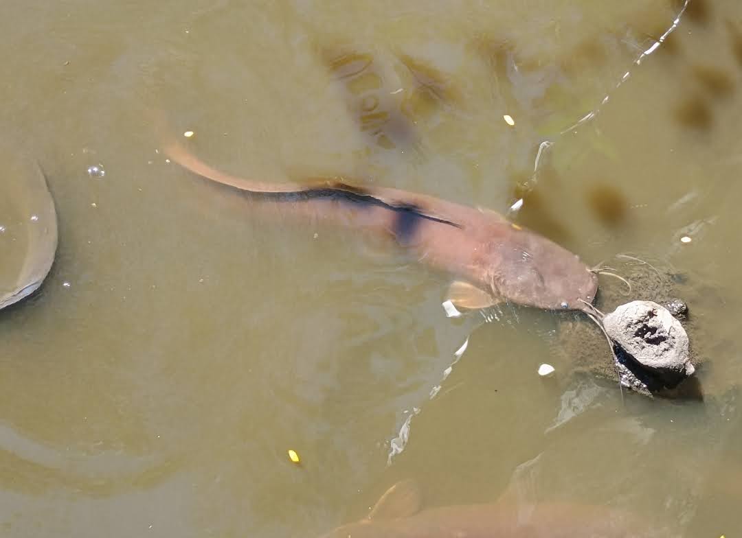 Clarias gariepinus