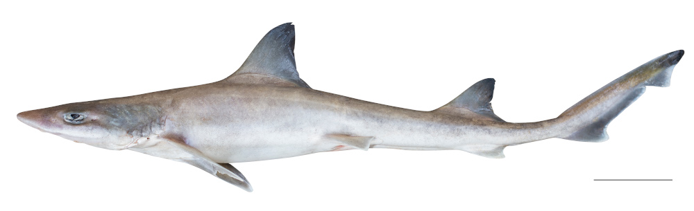 Mustelus Andamanensis