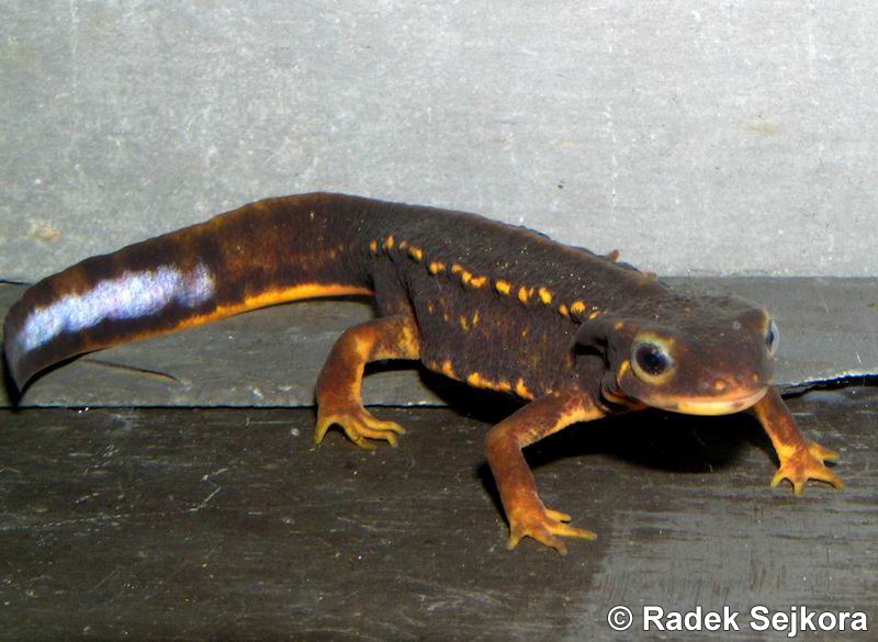 Cynops Ensicauda