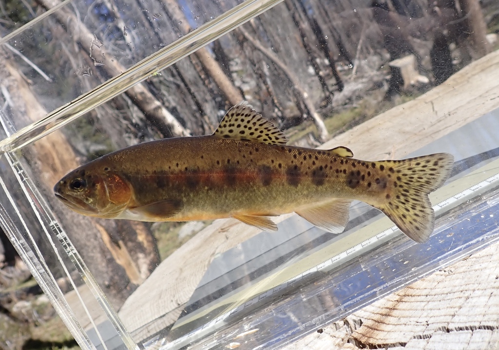 Oncorhynchus aguabonita