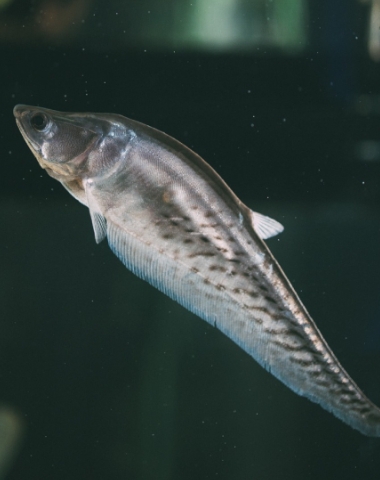 Chitala Blanci