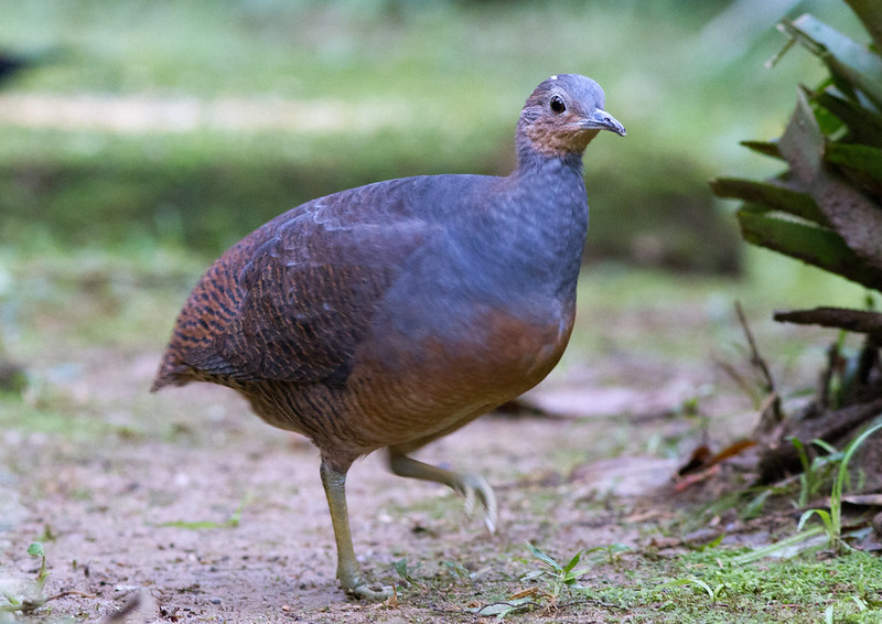Crypturellus Noctivagus
