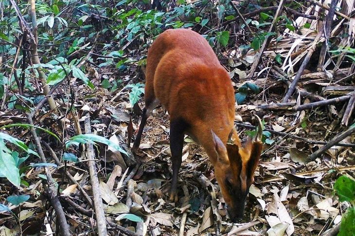 Muntiacus puhoatensis