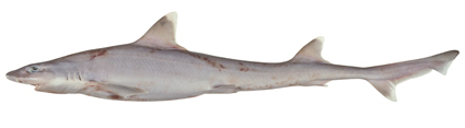 Hemitriakis falcata