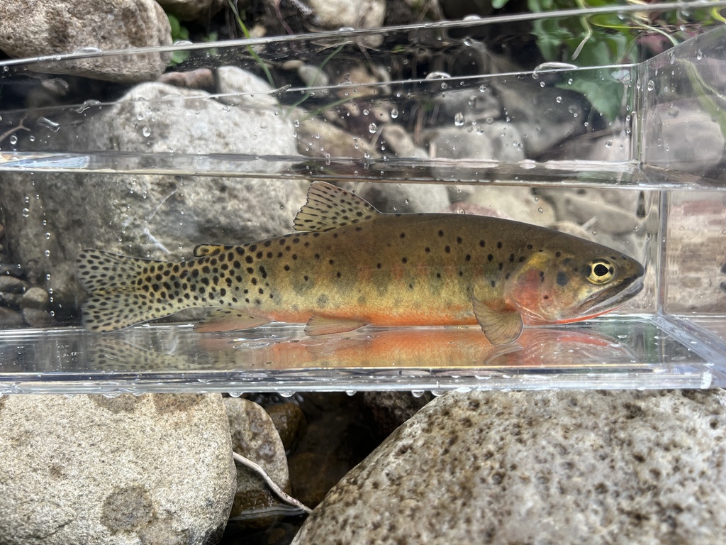 Oncorhynchus virginalis ssp. virginalis