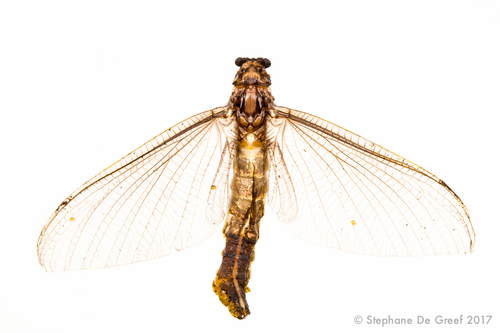 Proboscidoplocia Vayssierei