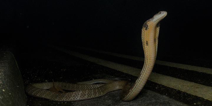 Ophiophagus Bungarus