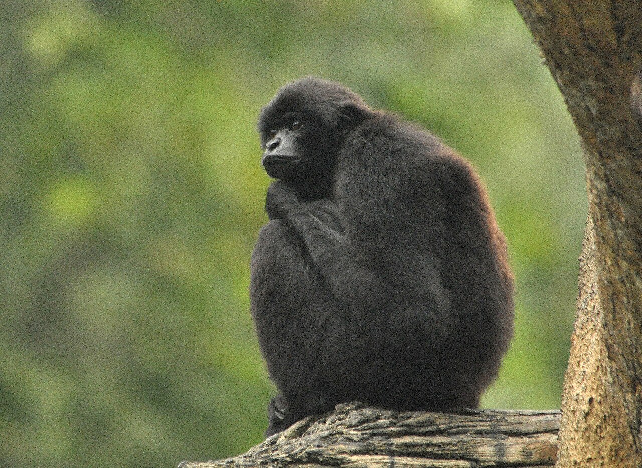 Hylobates klossii