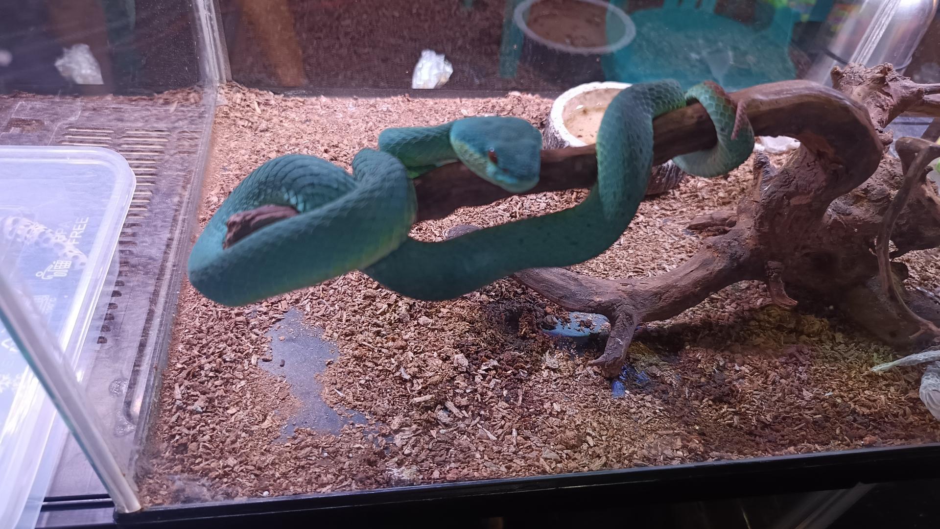 Trimeresurus insularis.