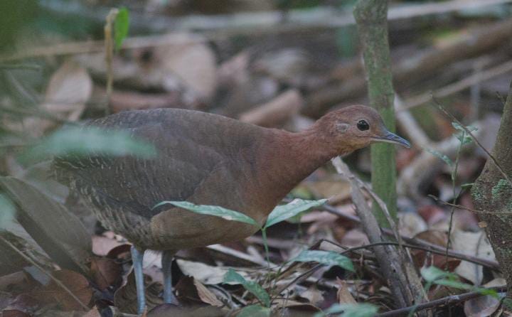 Crypturellus Duidae