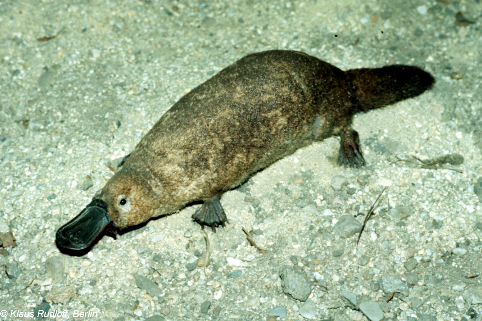 Ornithorhynchus anatinus