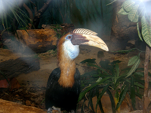 Rhyticeros plicatus ssp. ruficollis