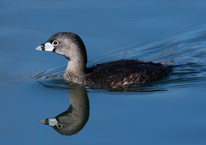 Podilymbus Podiceps