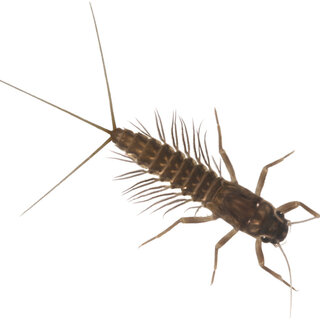 Paraleptophlebia georgiana