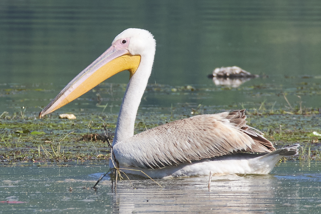 Pelecanus onocrotalus