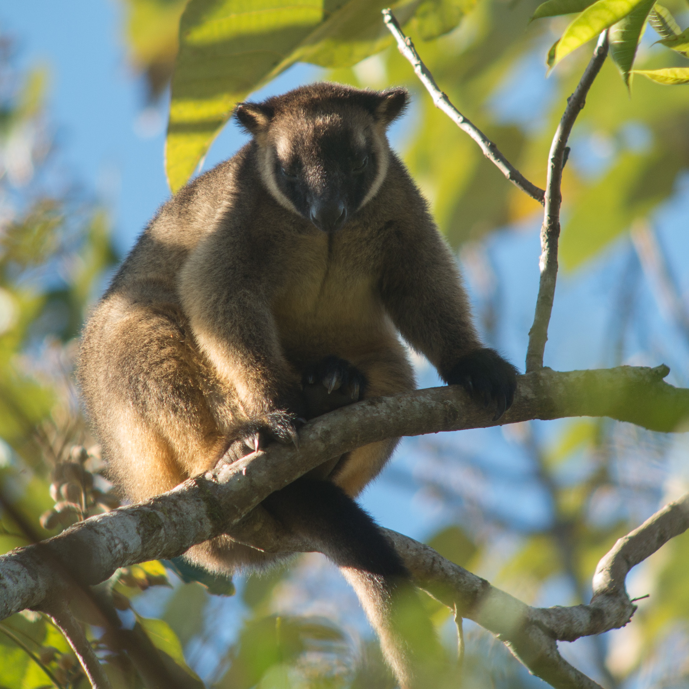 Dendrolagus lumholtzi