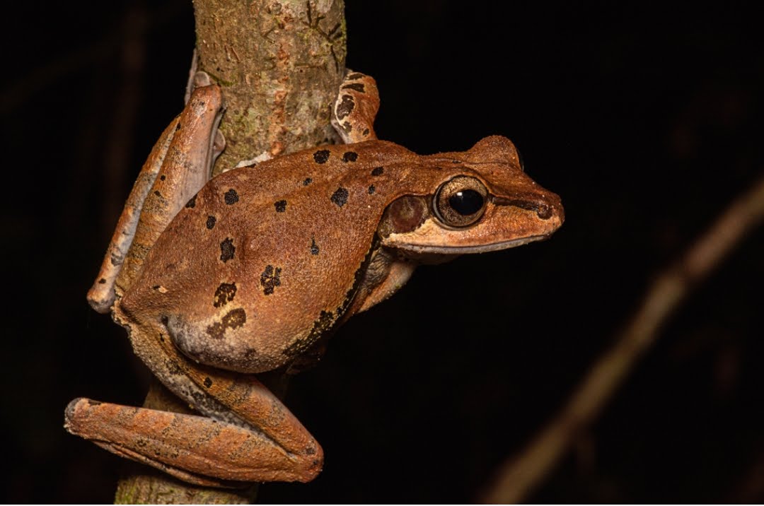 Polypedates macrotis