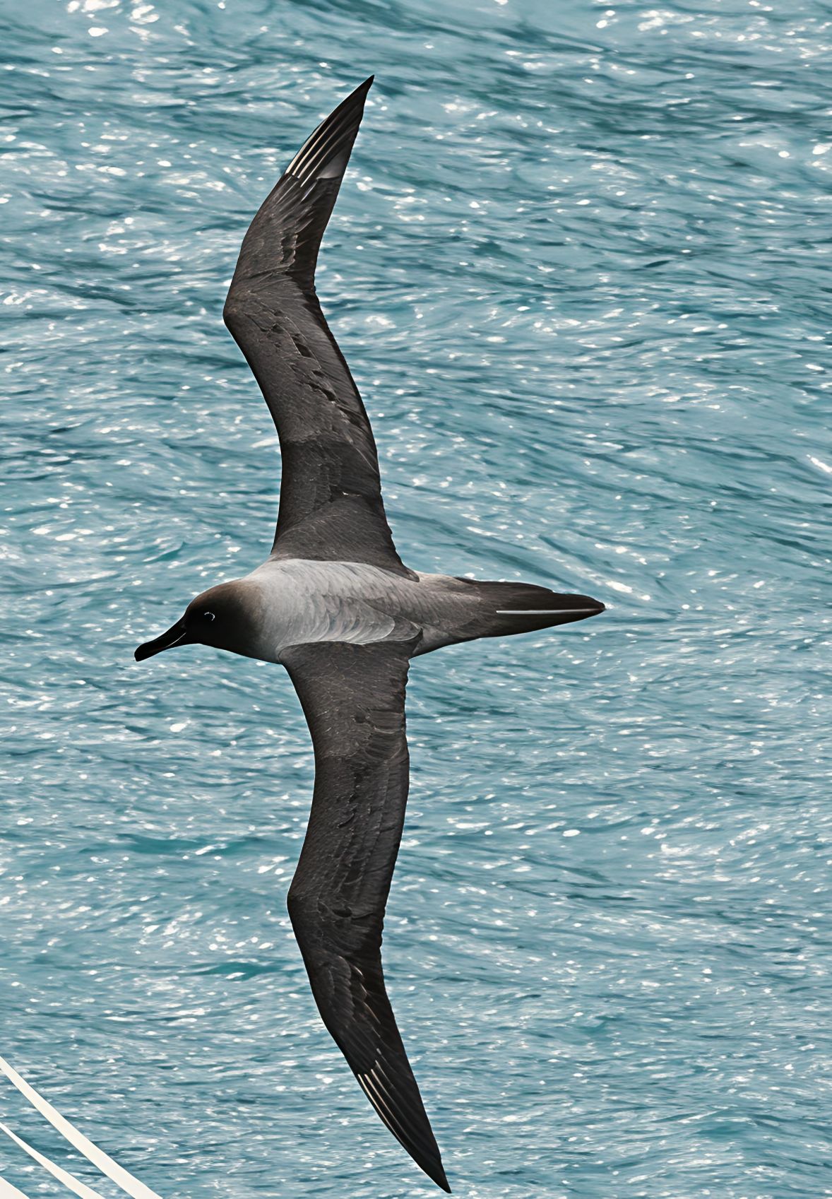 Phoebetria palpebrata