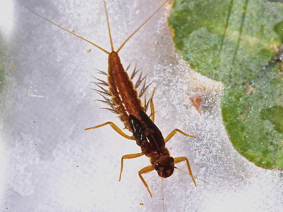 Paraleptophlebia assimilis