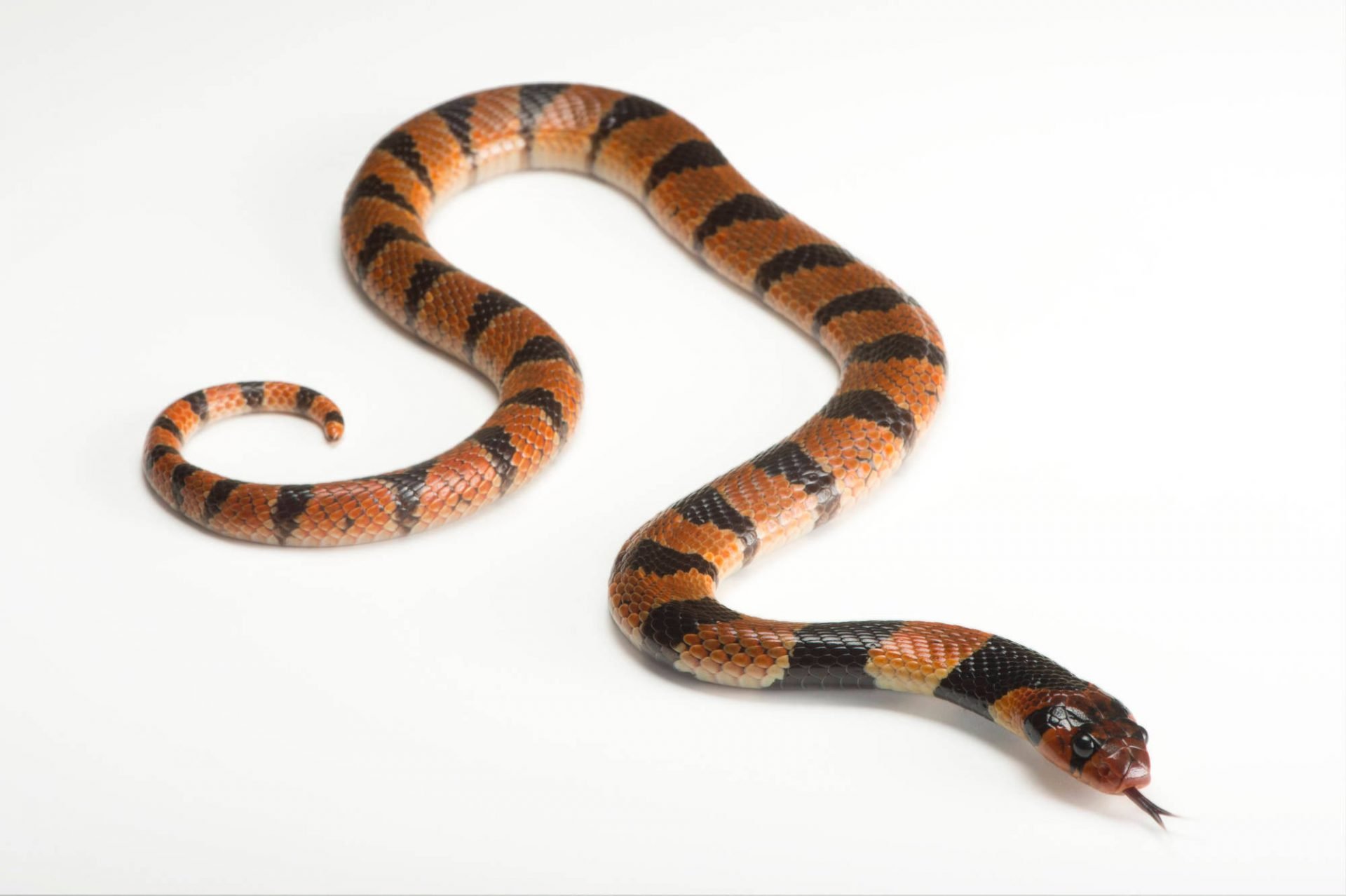 Aspidelaps Lubricus