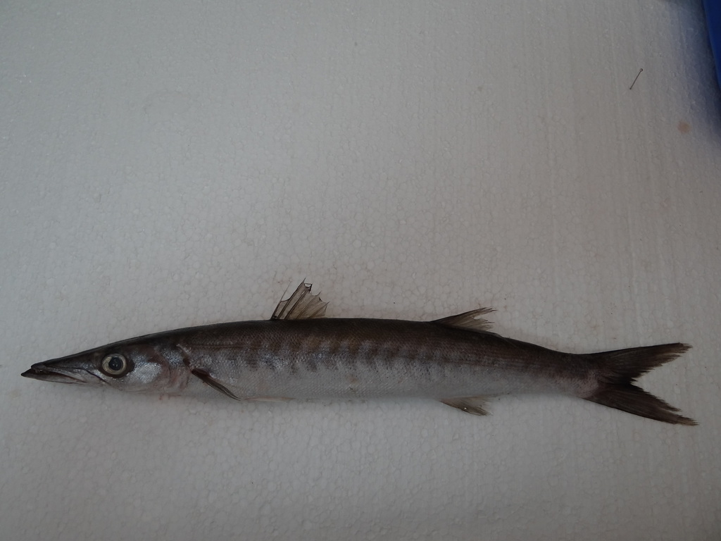 Sphyraena ensis