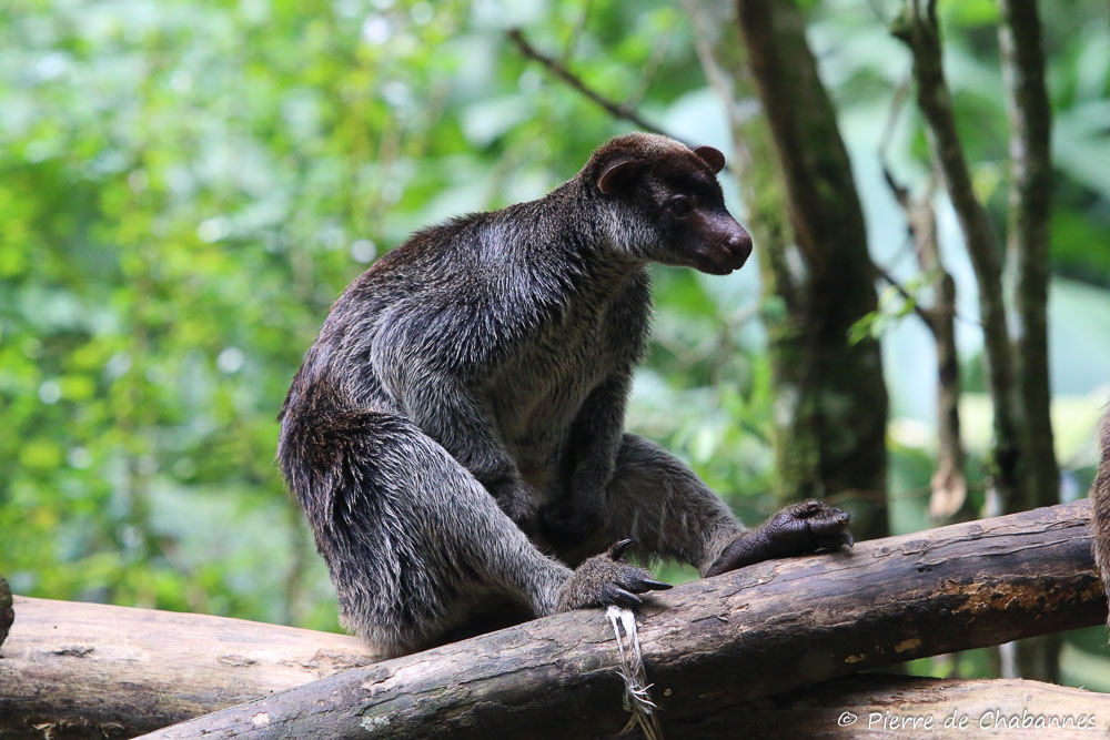 Dendrolagus inustus
