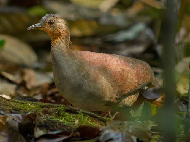 Crypturellus Strigulosus