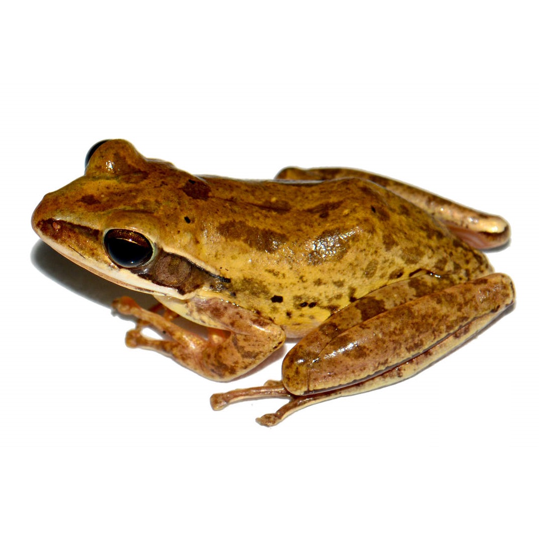 Polypedates bengalensis