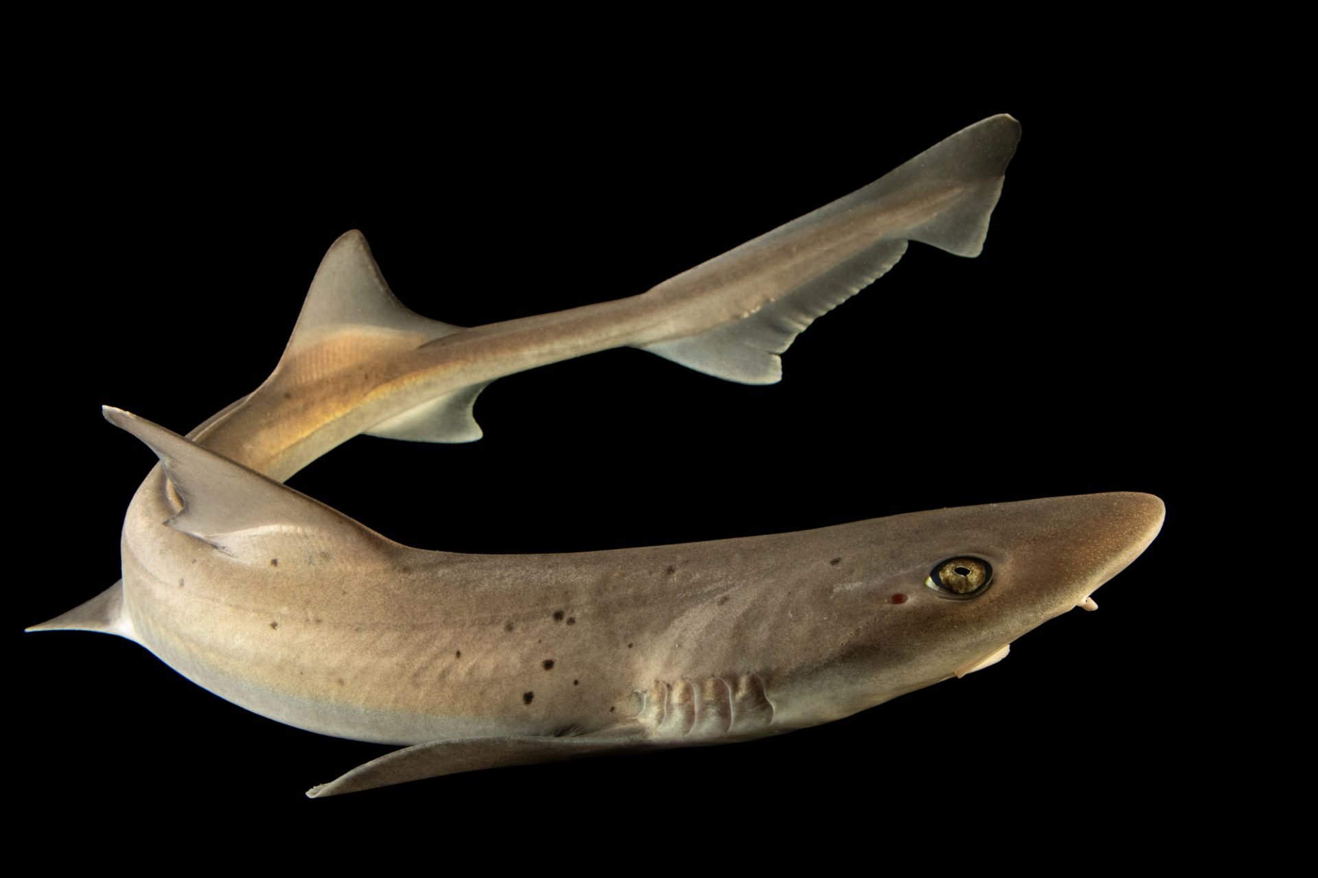 Mustelus Punctulatus