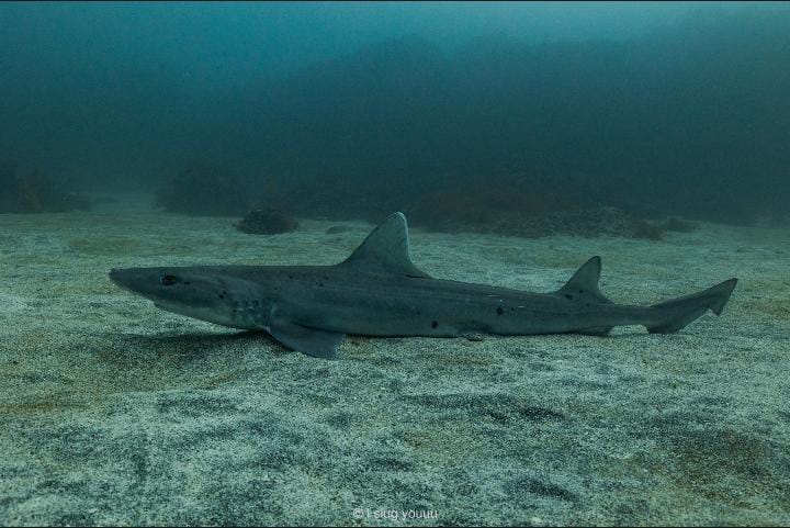 Mustelus Albipinnis
