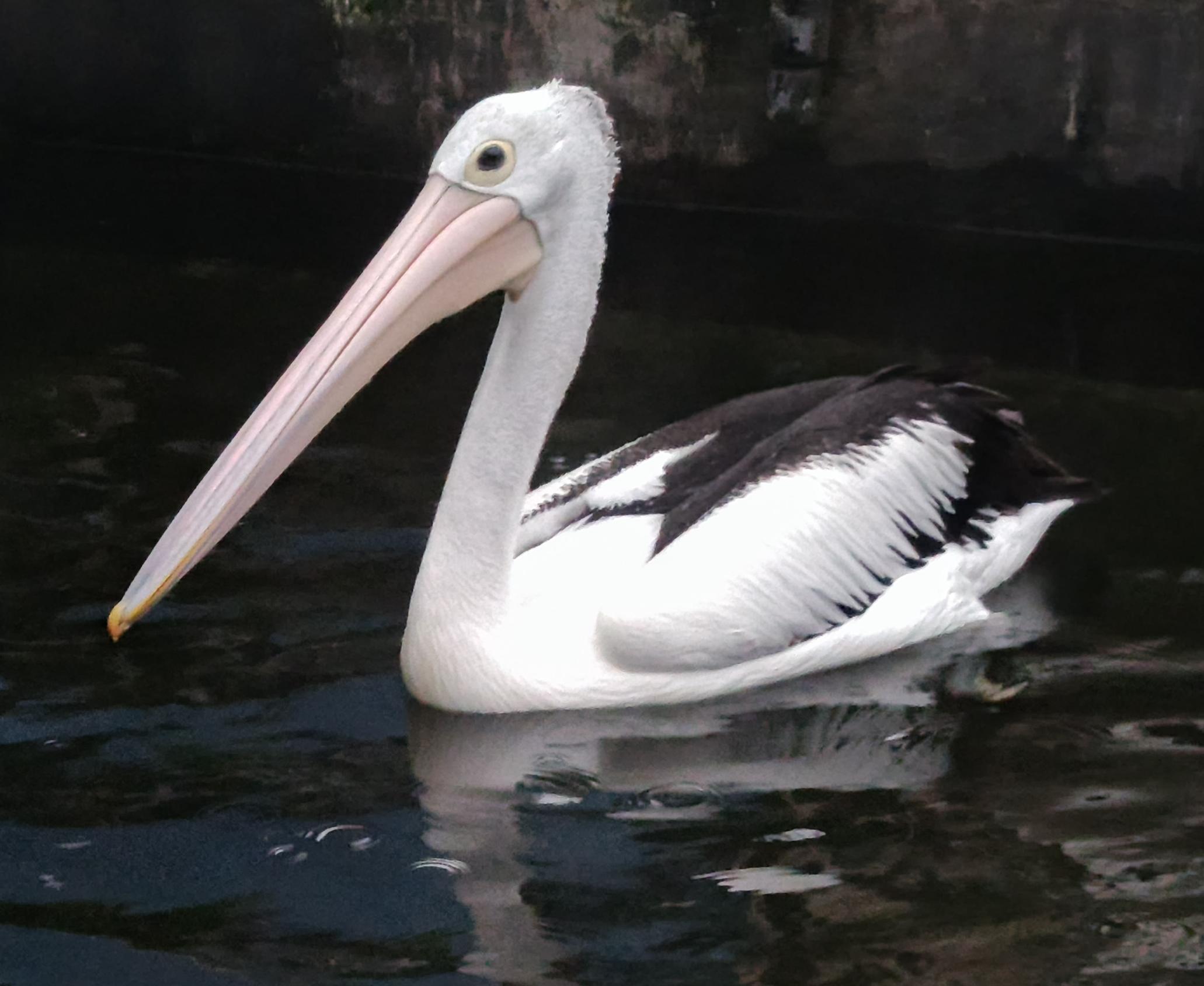 Pelecanus conspicillatus