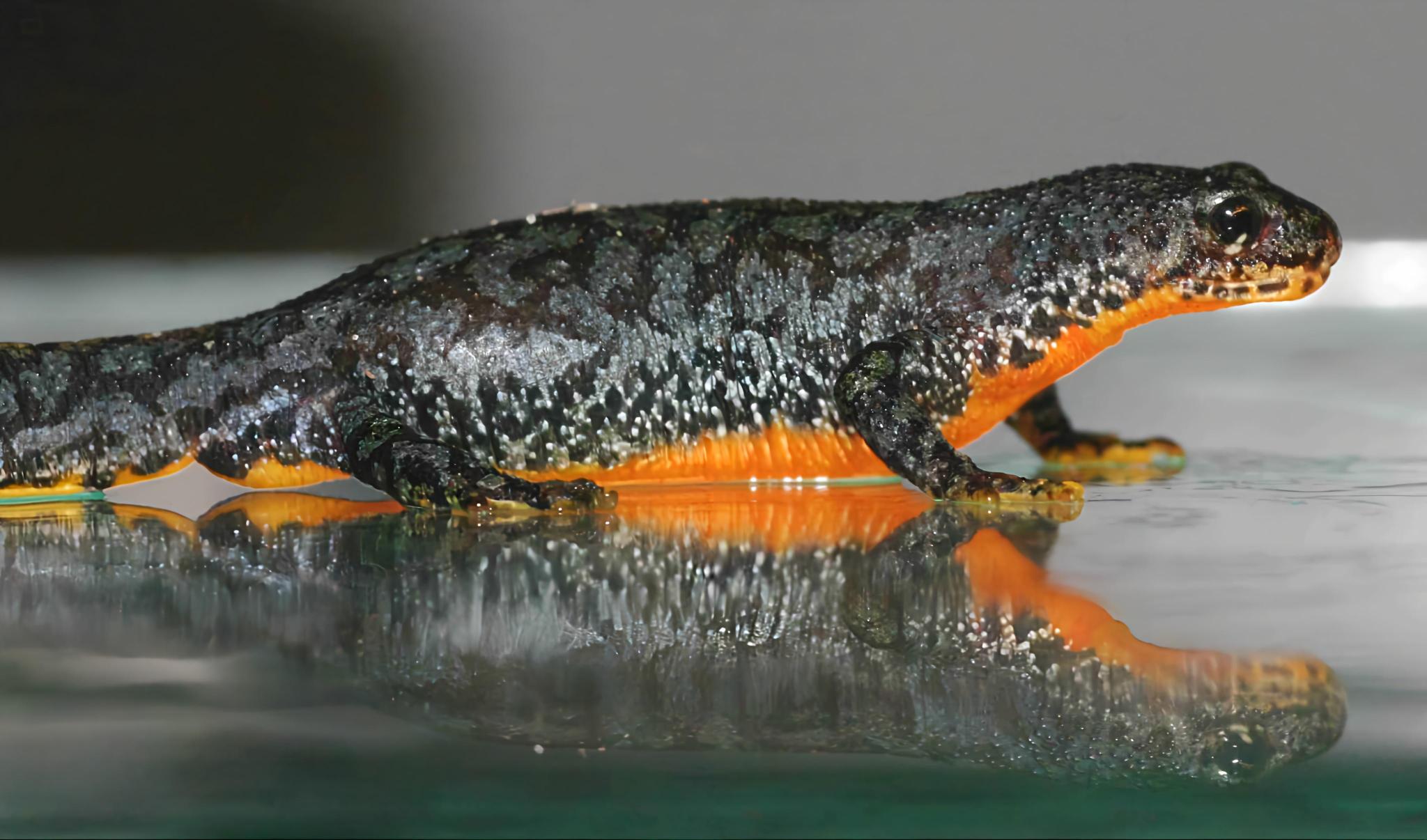 Ichthyosaura alpestris cyreni