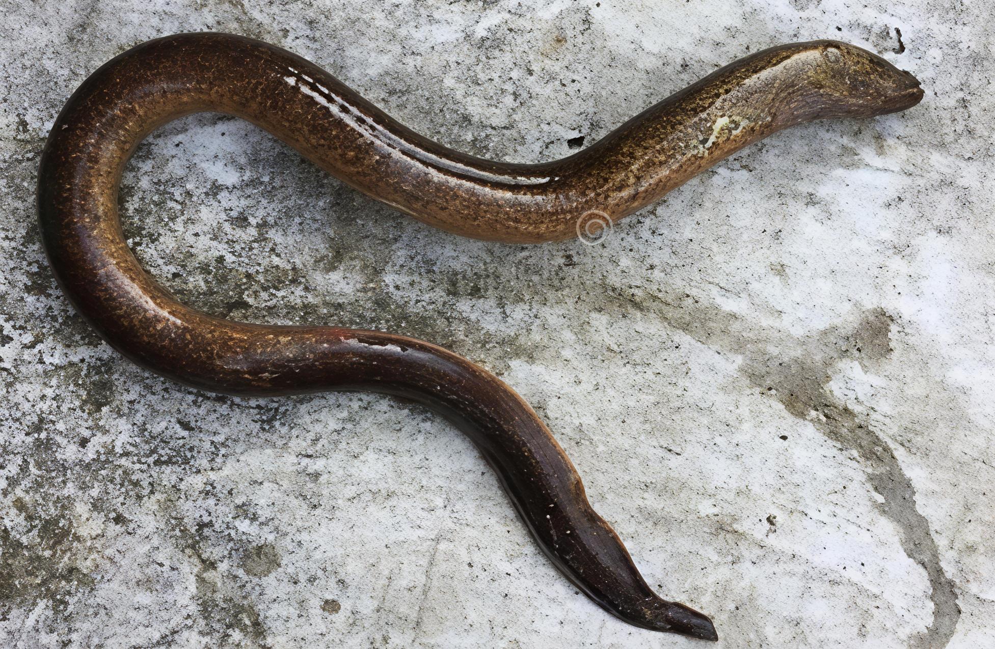 Monopterus dienbienensis