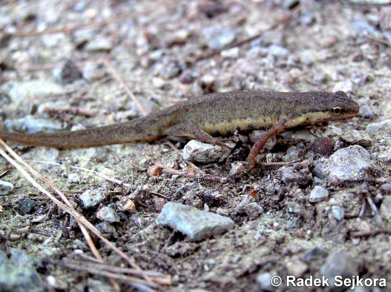 Lissotriton Schmidtleri