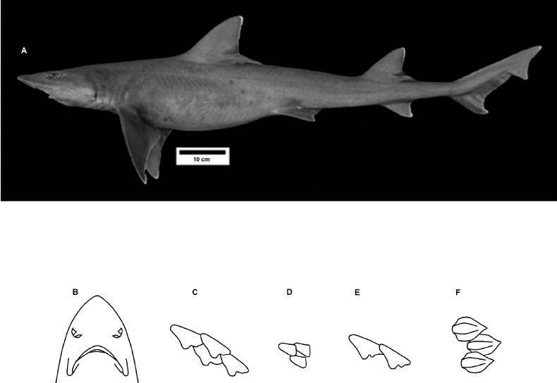 Mustelus Hacat
