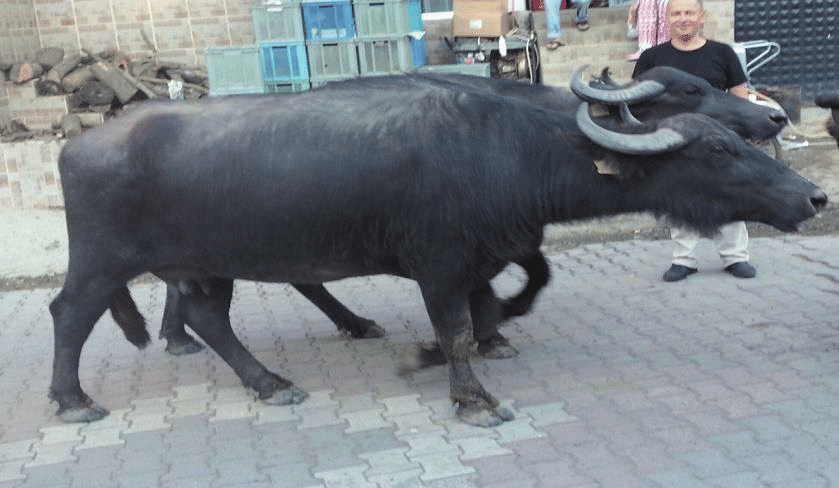 Bubalus arnee spp. f. bubalis (Anatolian buffalo)
