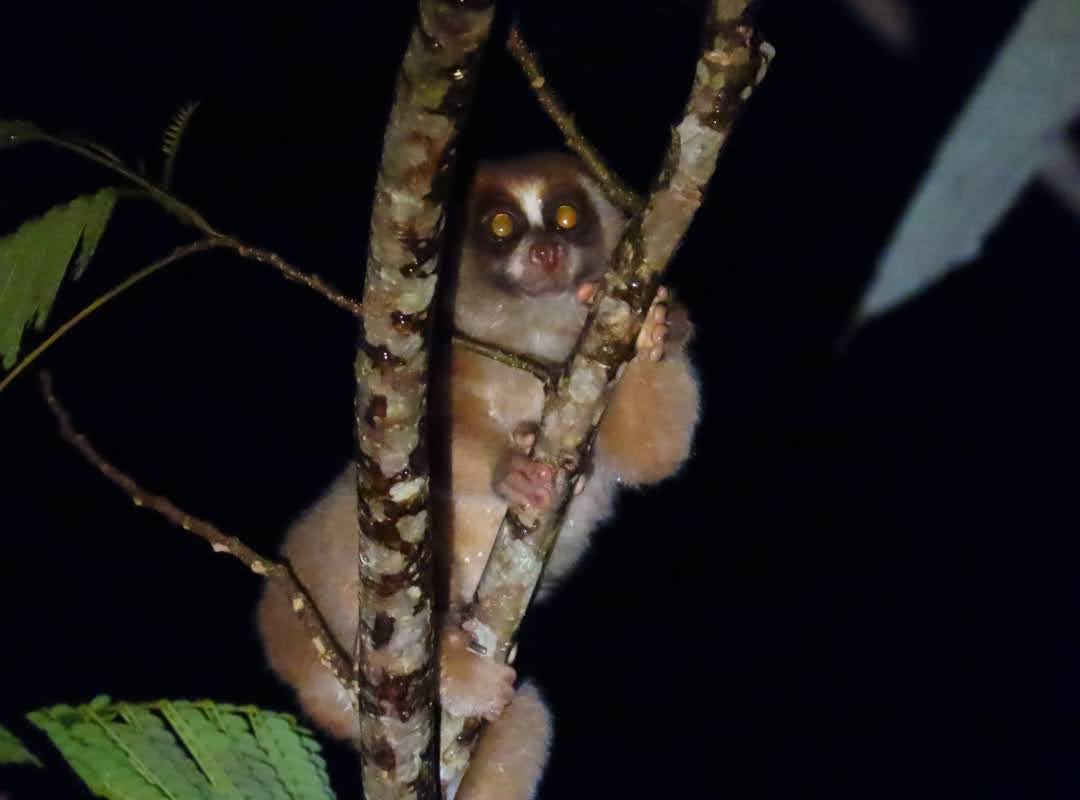 Nycticebus borneanus