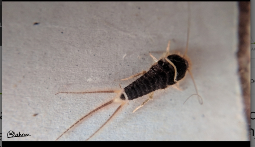 Acrotelsa Collaris