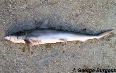 Paragaleus pectoralis