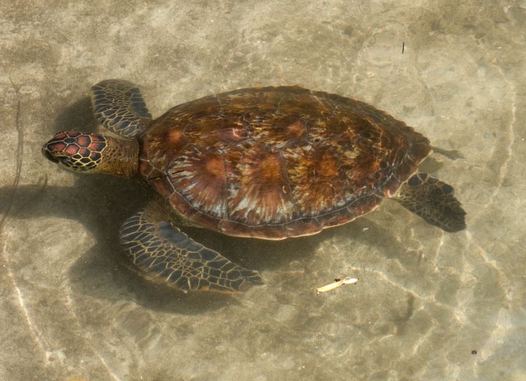 Chelonia mydas ssp. japonica