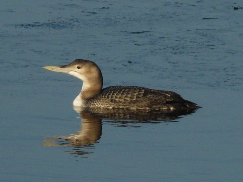 Gavia Adamsii