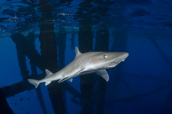 Mustelus Sinusmexicanus